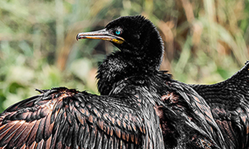 Lesser Cormorant