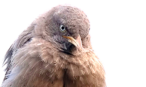 Jungle Babbler