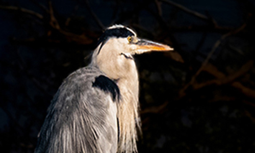 Grey Heron