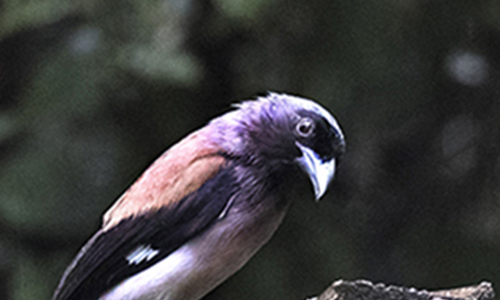 Himalayan Grey Treepie