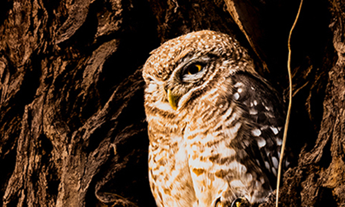 Spotted Owl