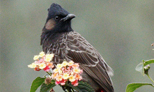 Red vented Bulbul