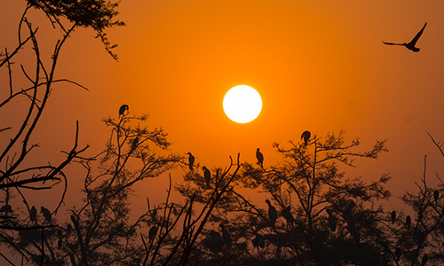 Sunset Chorus