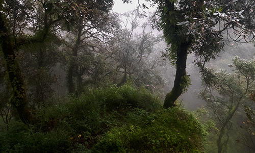 Into the Mist